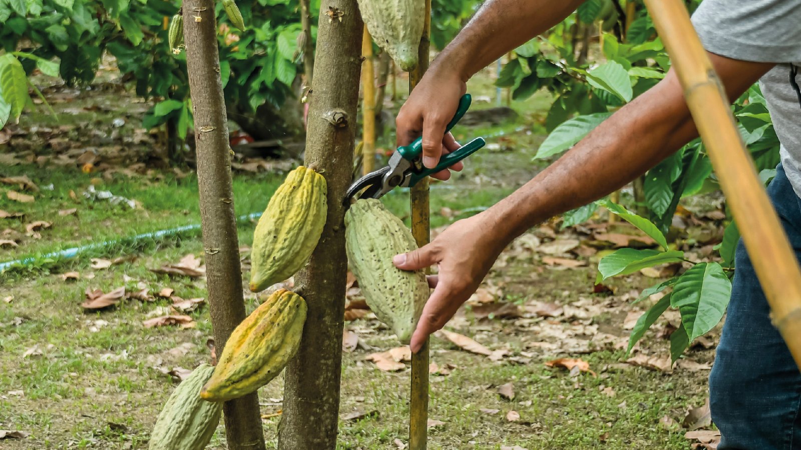 Firmen in der Pflicht: Deutsche Schokoladenhersteller müssen künftig auch die Arbeitsbedingungen auf den Plantagen ihrer Zulieferer, die häufig aus West-Afrika stammen, noch besser im Blick behalten. So sollen Menschenrechtsverstöße verhindert werden. (Foto: 123rf.com_aedka123)