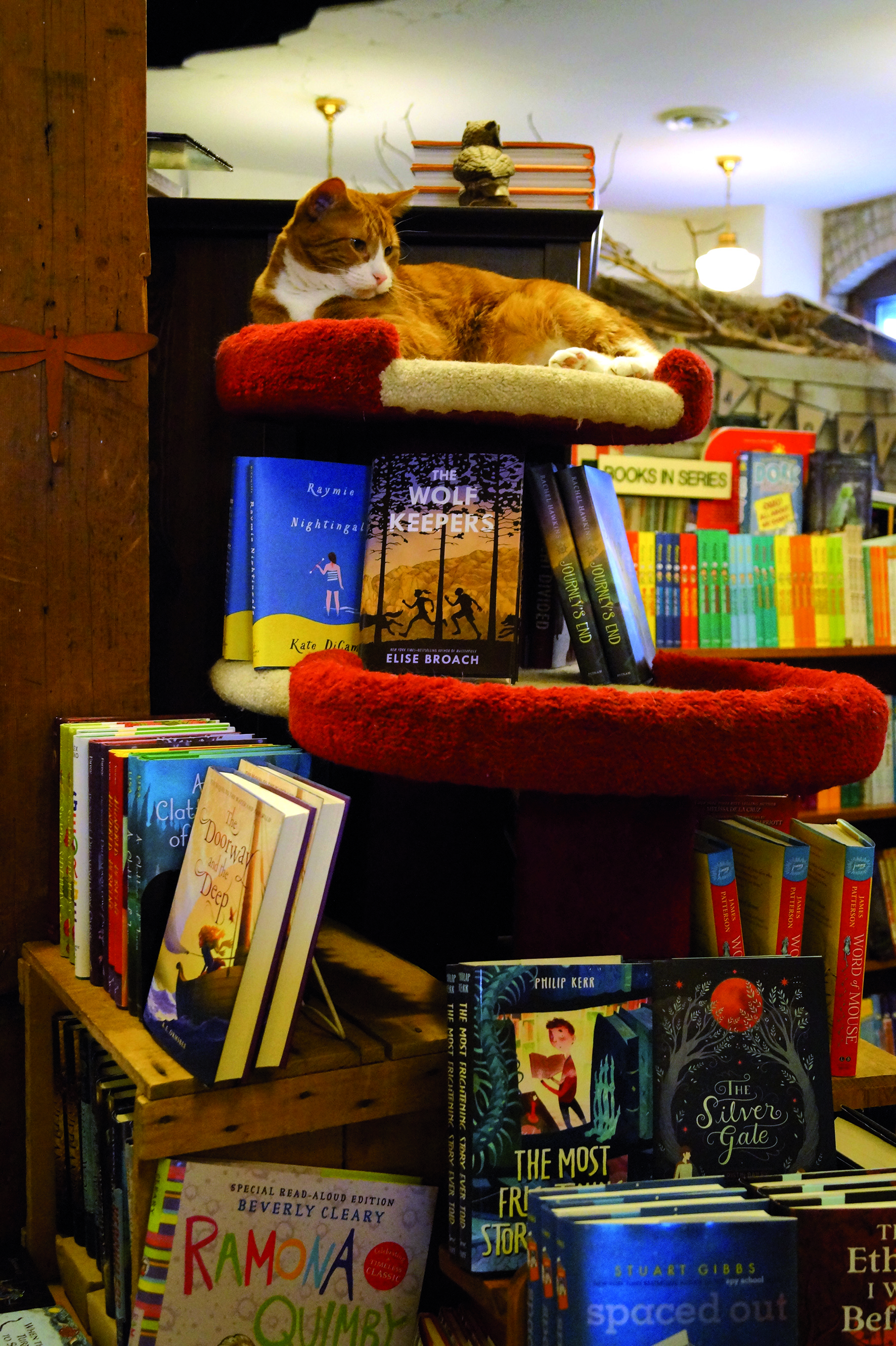 Lebende Dekoration: Die drei Katzen (im Bild Kater „Booker T“) und zwei Zwerghühner von Wild Rumpus dürfen frei in der Buchhandlung herumlaufen; zur Menagerie gehören u.a. auch Meerschweinchen, Tauben und Frettchen, die ebenfalls regelmäßig Freigang haben und den Kontakt mit Kindern gewohnt sind (Foto: Anja Sieg).