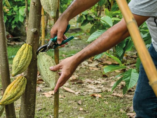 Arbeiter auf einer Kakao-Plantage
